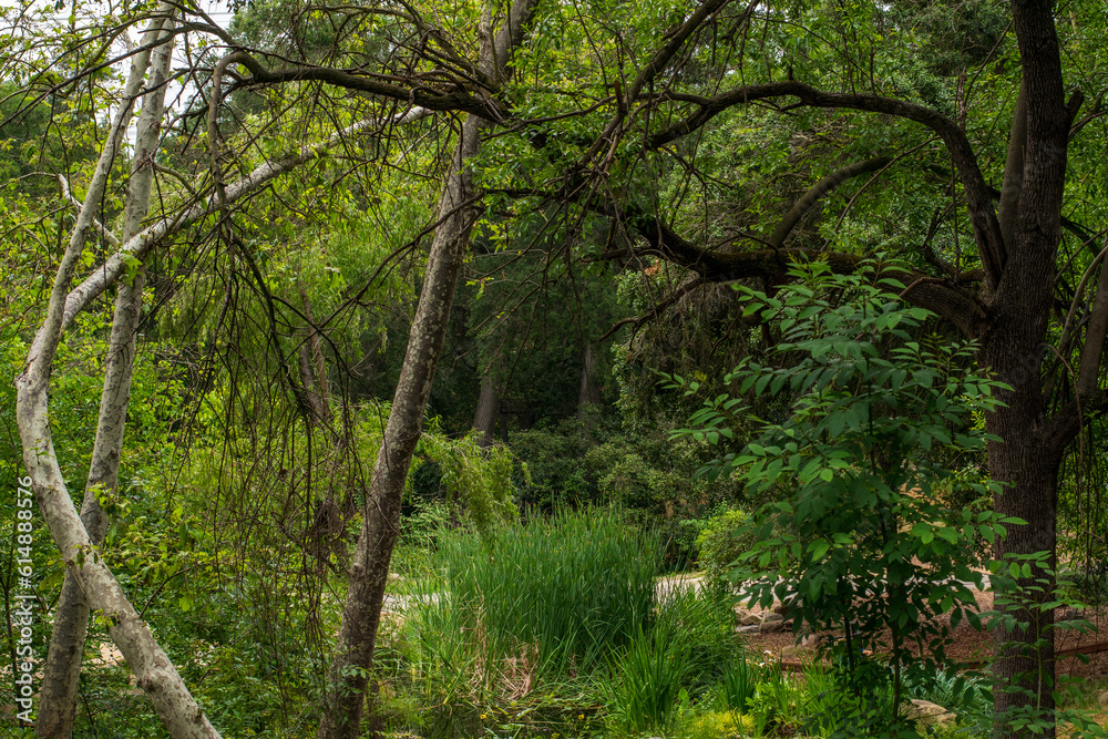 Naklejka premium trees in the woods