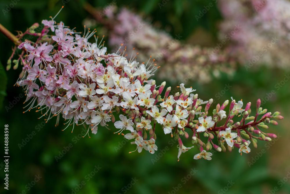 flowers on a branch flowers on a branch