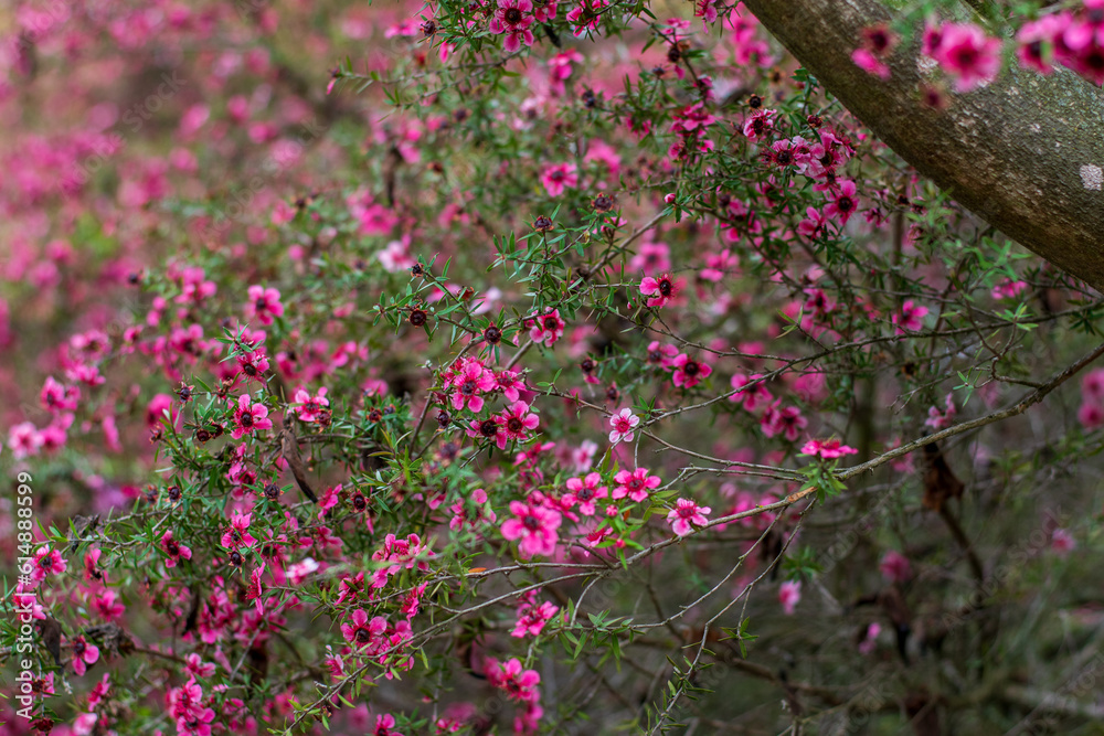 pink flowers with tree branch 