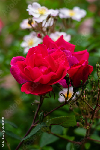 red rose in garden