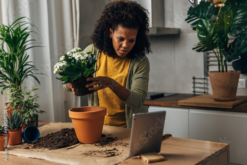 Fotografie Woman is relocating a houseplant to a bigger pot.