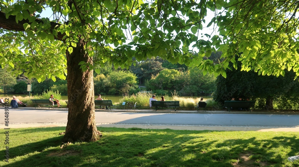 Arbre, pelouse, allée et bancs au bord du lac du parc Montsouris, grand jardin public dans le 14ème arrondissement de la ville de Paris (France) - obrazy, fototapety, plakaty 