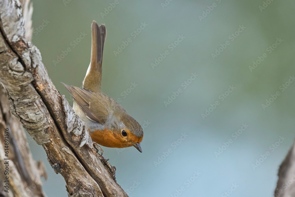 Thr european robin in the branch