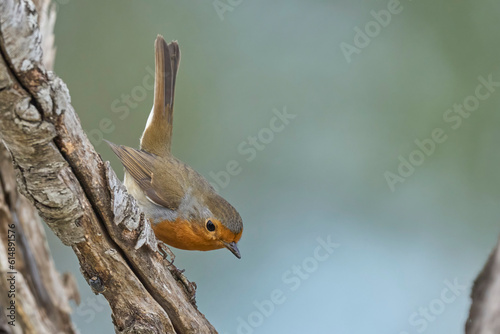 Thr european robin in the branch