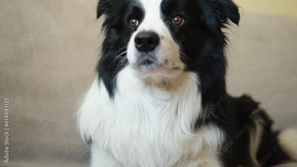 Cute puppy dog border collie lying down playing with funny face on couch at home indoors. Pet dog resting ready to sleep on cozy sofa. Pet care and animals concept. Funny emotional dog Cute puppy dog border collie lying down playing with funny face on couch at home indoors. Pet dog resting ready to sleep on cozy sofa. Pet care and animals concept. Funny emotional dog
