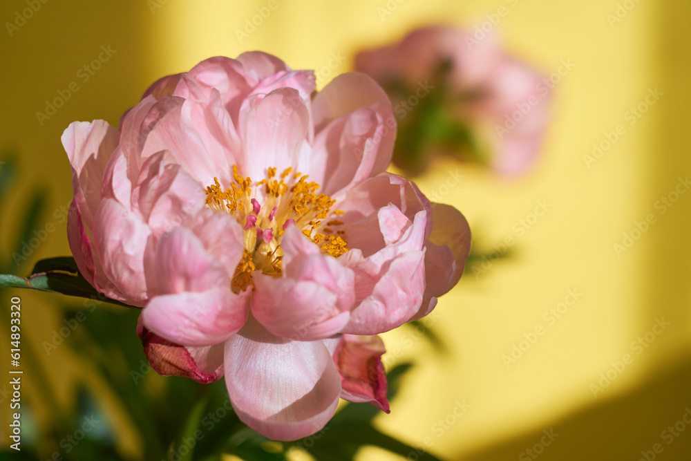 Fototapeta premium A huge blossoming pink peony against the background of a yellow wall.