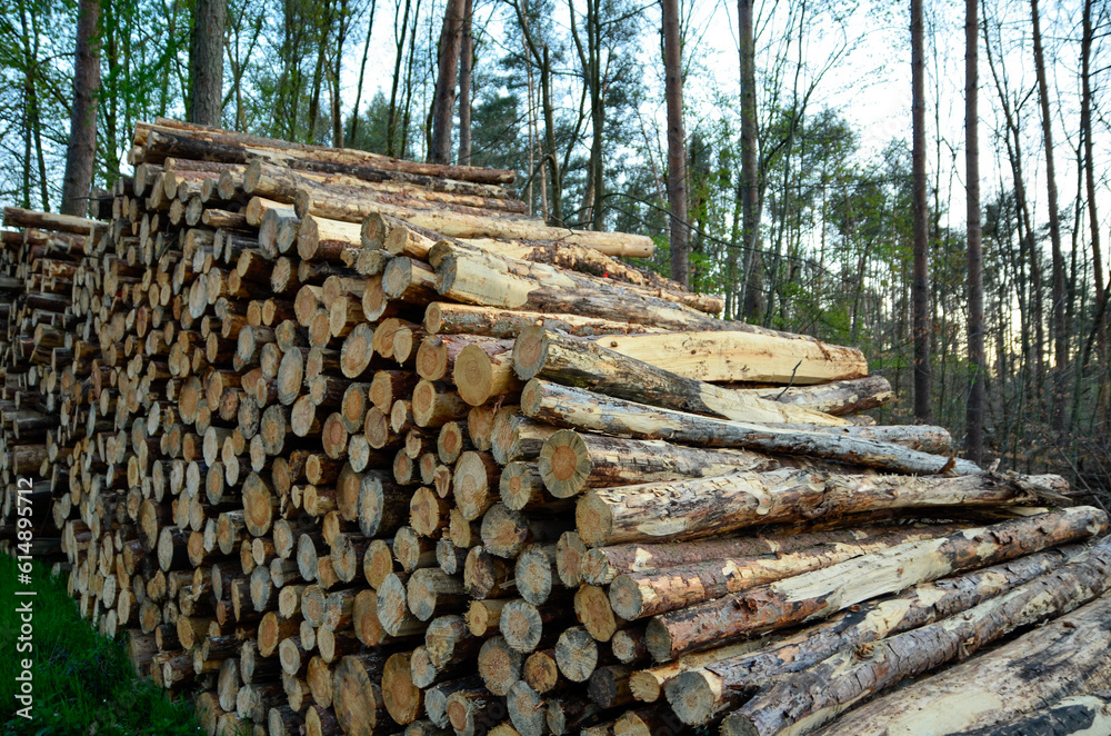 Large pile of logs without bark on a forest path with a view into the green forest