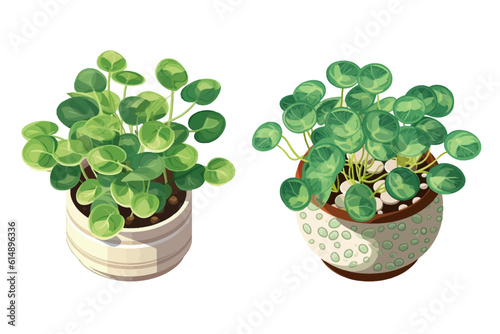 Chinese Money Plant in a pot