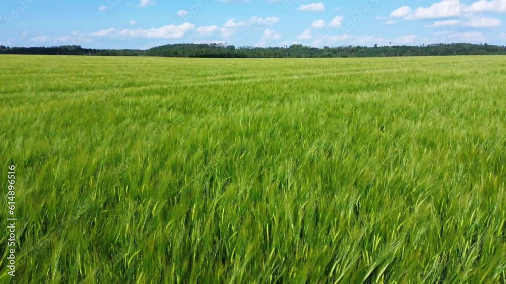 Whispering Waves of Grain: A Captivating Aerial Journey Through Wind-Kissed Cereal Fields in 4K Resolution Whispering Waves of Grain: A Captivating Aerial Journey Through Wind-Kissed Cereal Fields in 4K Resolution