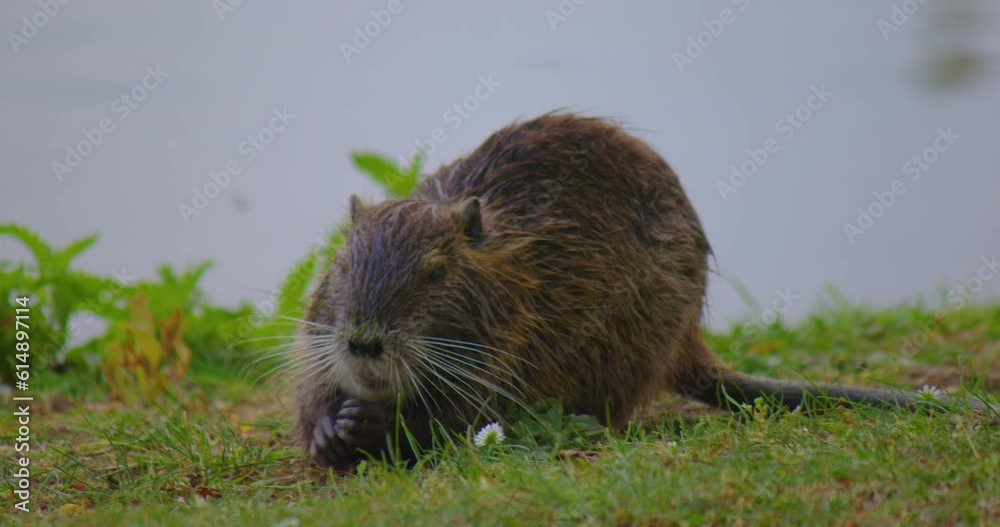 Wet water rat or muskrat crawls on land in search of food. Nutria on the green grass. Waterfowl rodent coypu. Myocastor coypu eating food near pond. Wild animal in natural habitat Wet water rat or muskrat crawls on land in search of food. Nutria on the green grass. Waterfowl rodent coypu. Myocastor coypu eating food near pond. Wild animal in natural habitat