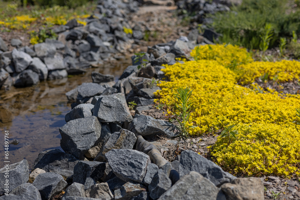 A beautiful mountain stream in the stones among the yellow flowers. In summer, a stream flows among stones and flowers in a beautiful landscape. Fairy landscape concept.