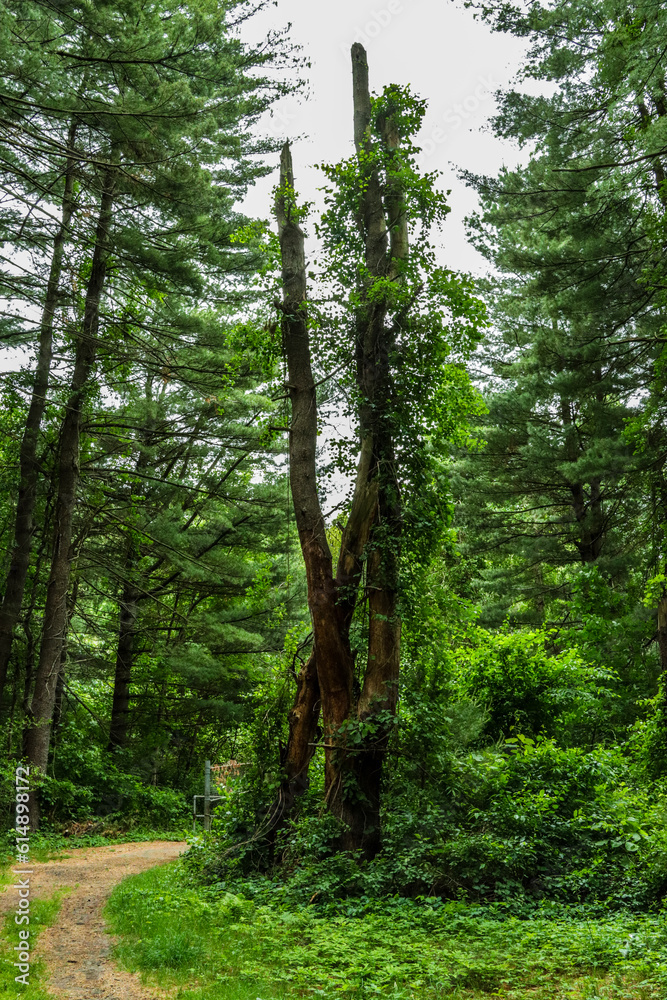 Obraz premium trees in the forest