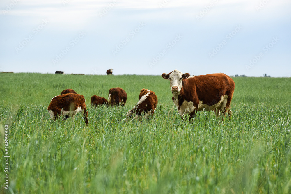 Cattle raising  with natural pastures in Pampas countryside, La Pampa Province,Patagonia, Argentina.