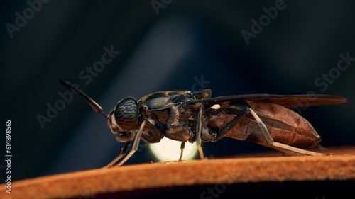 Details of a Soldier Fly perched on an orange surface. Hermetia illucens