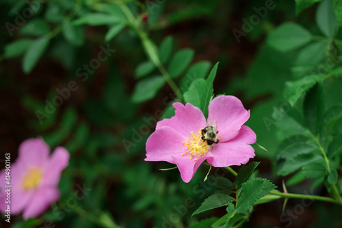 bee on pink flower