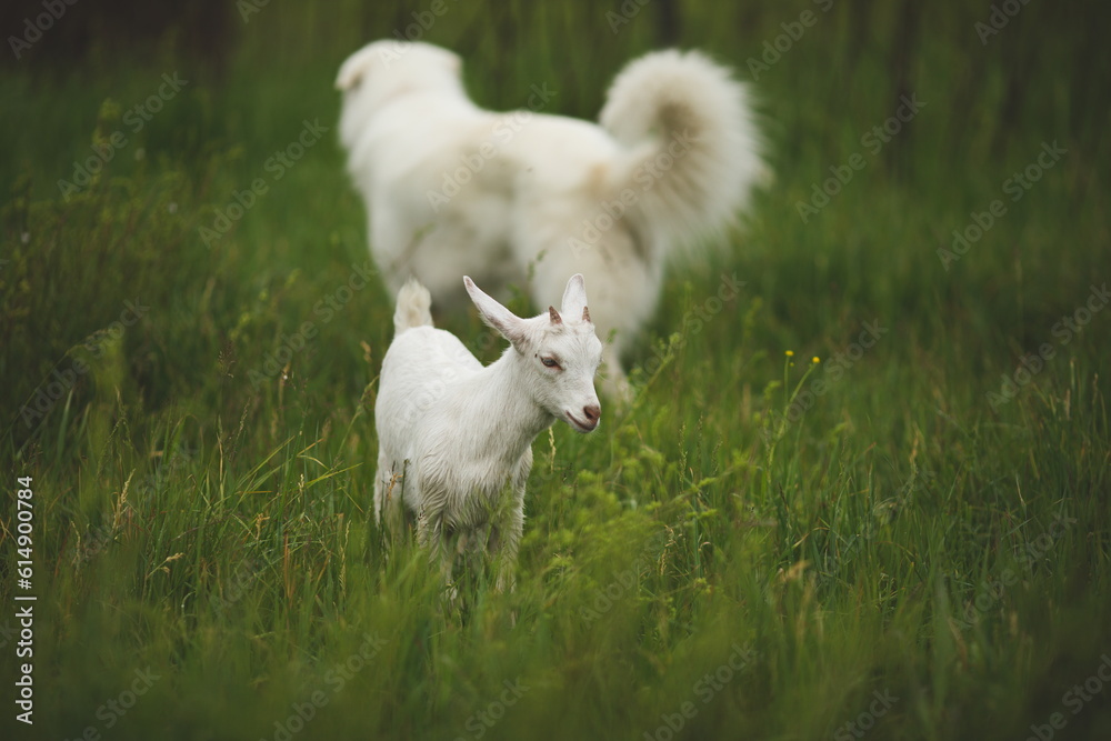 Obraz premium Saanan dairy goats on a small farm in Ontario, Canada.