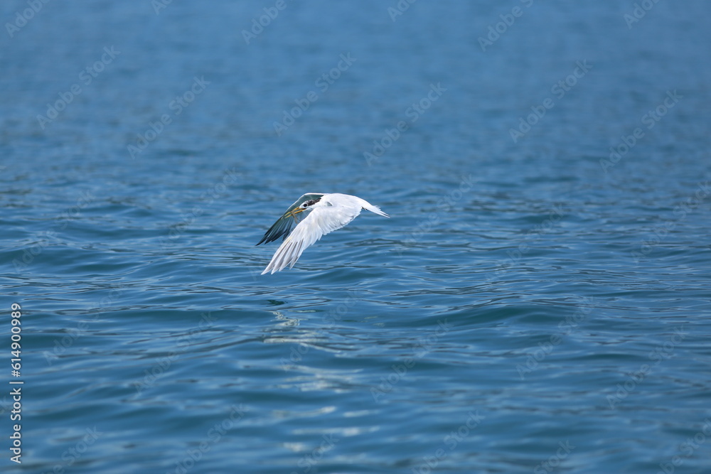 Uma gaivota graciosa sobrevoa o mar azul de Paraty, carregando um pequeno peixe em seu bico. Uma gaivota graciosa sobrevoa o mar azul de Paraty, carregando um pequeno peixe em seu bico.
