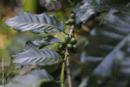 Cafeeiro com frutos verdes em primeiro plano, revelando a promessa de um delicioso café, em Paraty, Patrimônio Mundial. photo