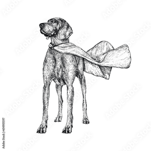 Vector black and white hand drawn standing dog in cape. Dog is a super hero