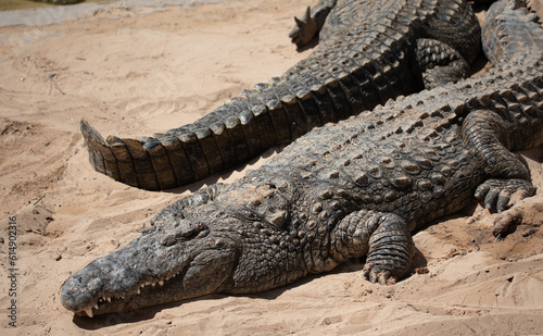 Crocodile in close-up in the water. Crocodile farm. Tourist attractions on in Africa. A powerful predator with big teeth.