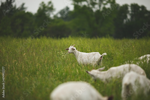 Saanan dairy goats on a small farm in Ontario, Canada.