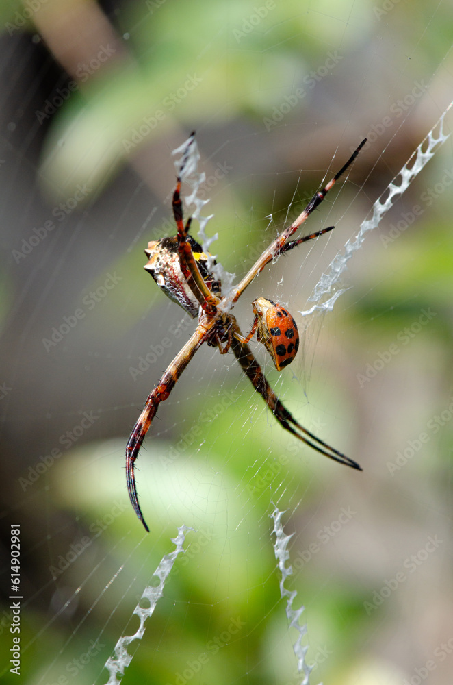 Silver spider, a beautiful silver spider enjoying its dinner, a ladybug, selective focus. Silver spider, a beautiful silver spider enjoying its dinner, a ladybug, selective focus.
