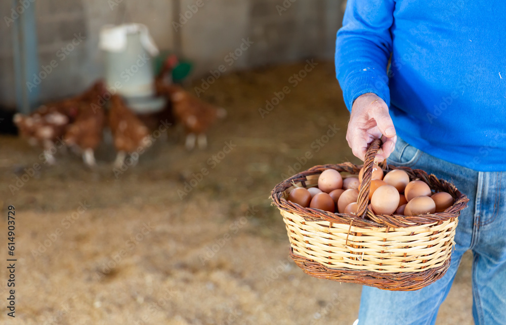 Man's hand holding basket full of eggs, hen house.