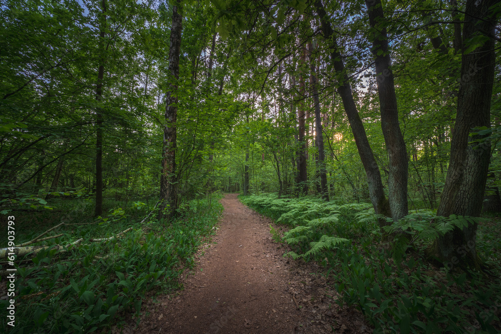 Leśna droga w Parku narodowym na Mazowszu w Polsce. Lato w lesie