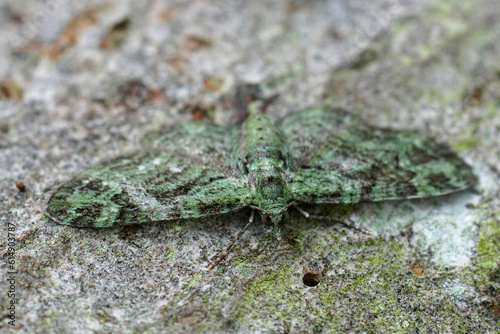 Closeup on the small Green Pug geometer moth  Pasiphila rectangulata with spread wings