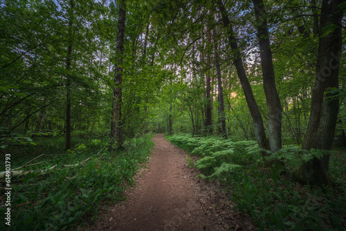 Leśna droga w Parku narodowym na Mazowszu w Polsce. Lato w lesie © af-mar