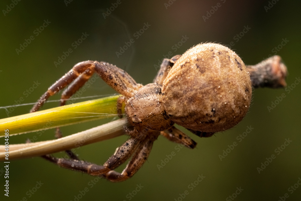 Crab Spider Xysticus ulmi, Closeup of a female crab spider (Xysticus