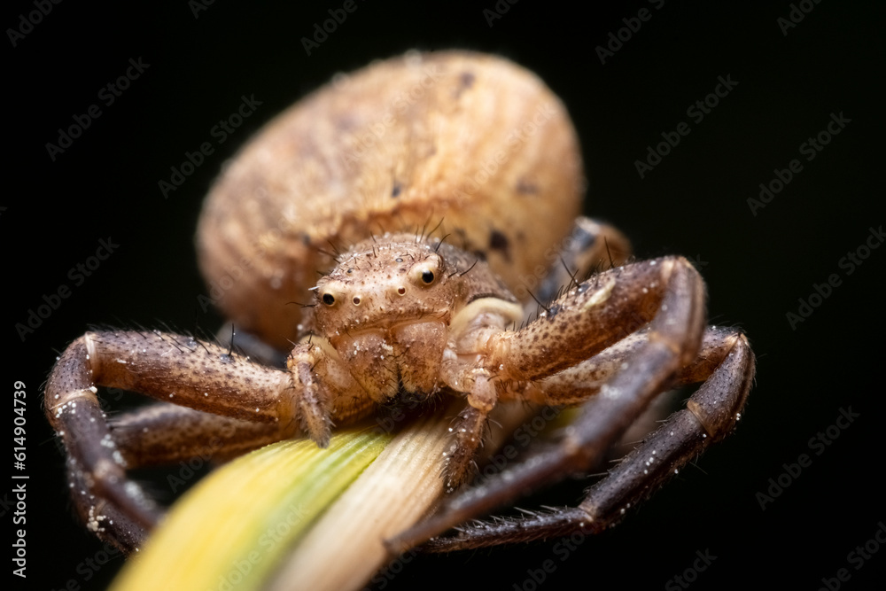 Crab Spider Xysticus ulmi, Closeup of a female crab spider (Xysticus