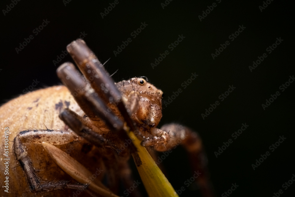 Crab Spider Xysticus ulmi, Closeup of a female crab spider (Xysticus