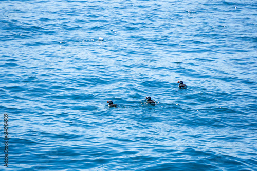 Puffins on Easter Egg Rock off coast of Maine swimming.