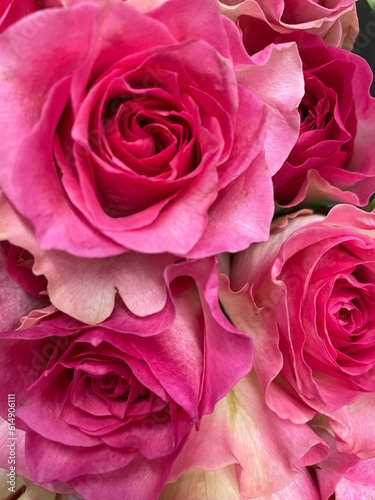 pink roses