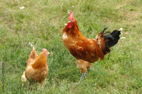 Naturally Raised Chickens