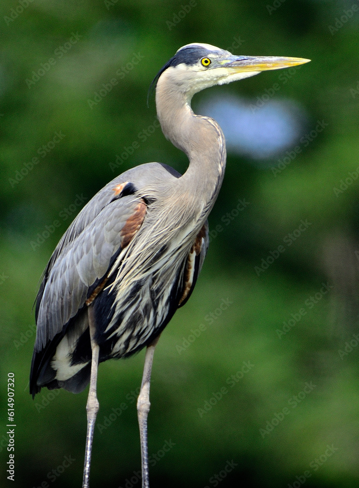 Fototapeta premium Great Blue Heron