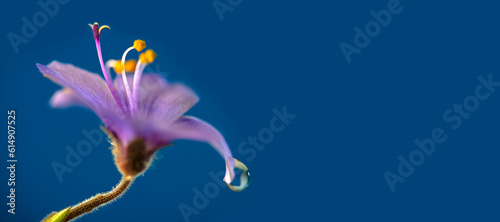 Fototapeta Naklejka Na Ścianę i Meble -  flower with dew dop - beautiful macro photography with abstract bokeh background