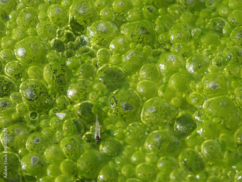 Macro green Algae growth in a still water pond. Algae and cyanobacteria are simple, plant-like organisms that live in water. "blue-green" algae, which develop at surface of lake and river.