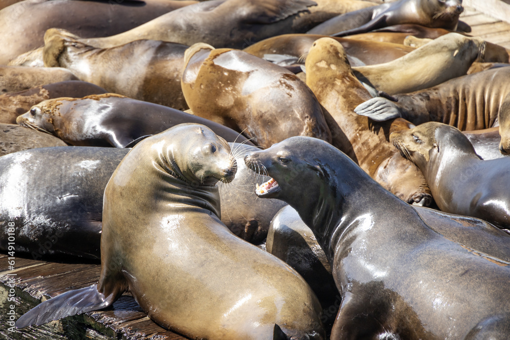 Fototapeta premium sea lion on the beach