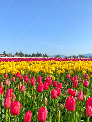 Fields of colorful red and yellow tulips