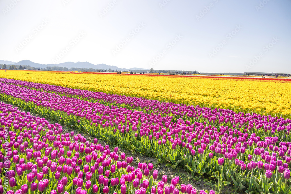 Fields of colorful purple and yellow tulips