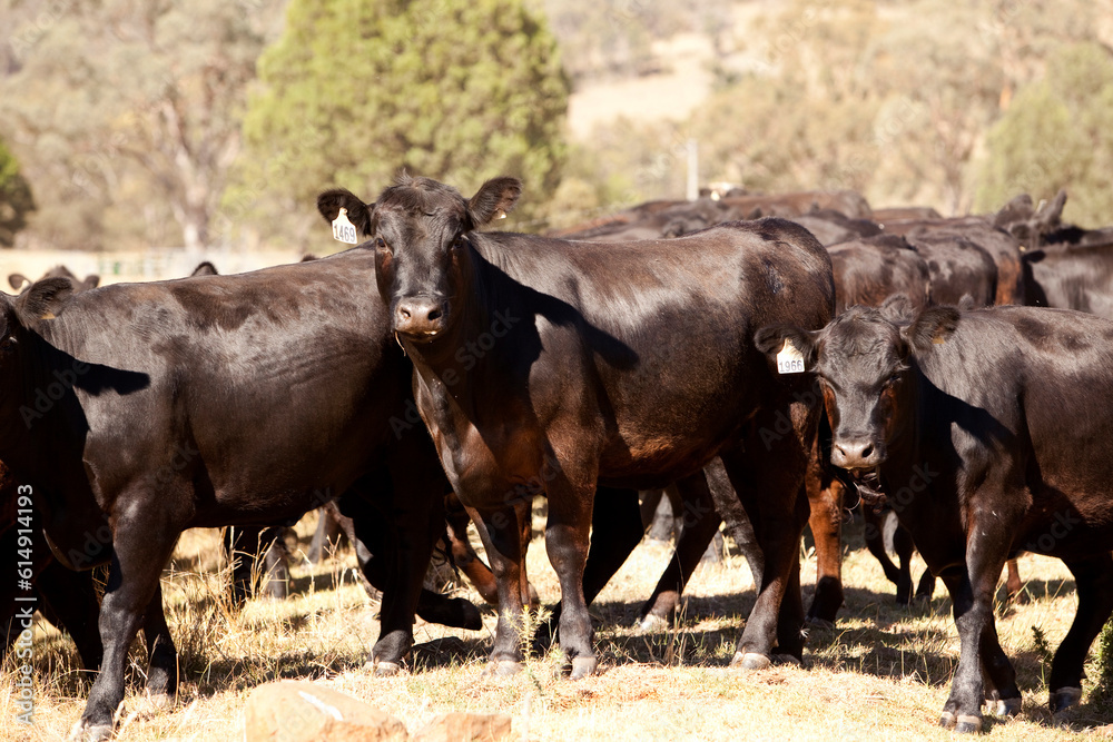 Australian Cattle 