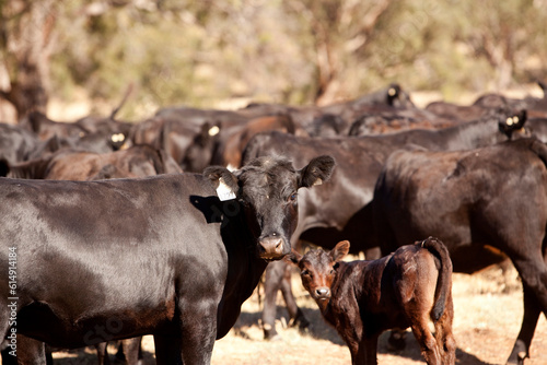 Australian Cattle 