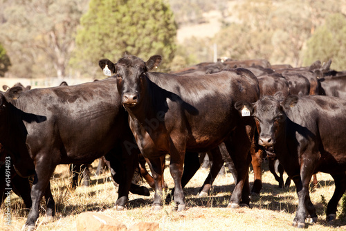 Australian Cattle 