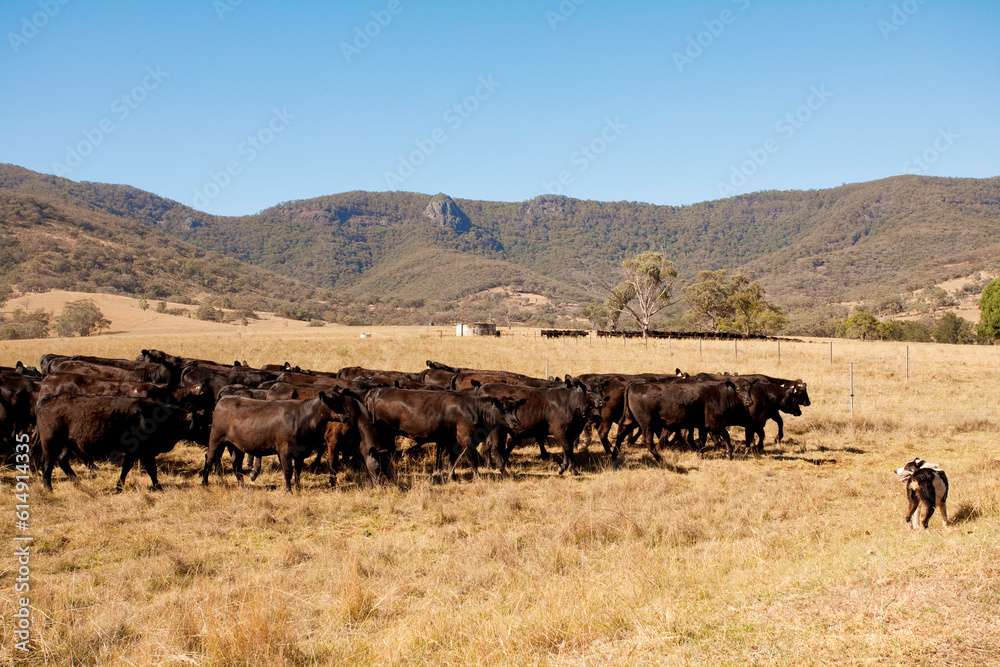 Australian Cattle 