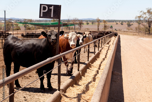 Obraz na płótnie Australian Cattle 