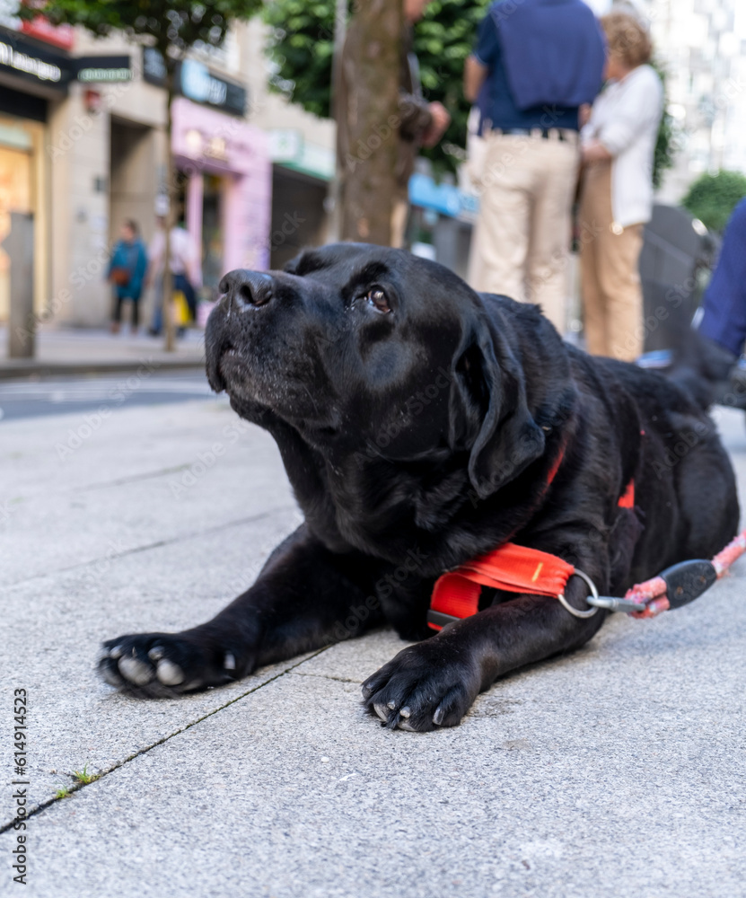 Portrait of black Labrador Retriever. Dog lying on the ground. Street scene Portrait of black Labrador Retriever. Dog lying on the ground. Street scene
