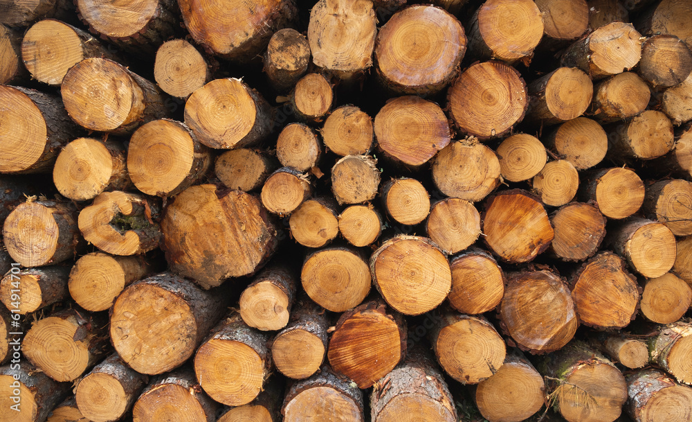 Cross section of tree trunks background. Cut tree decoration. Cut tree trunks put together. Decoration and background Cross section of tree trunks background. Cut tree decoration. Cut tree trunks put together. Decoration and background