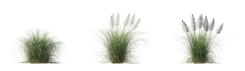 Cortaderia selloana Pumila grass or dwarf pampas grass isolated png on a transparent background premium cutout high resolution